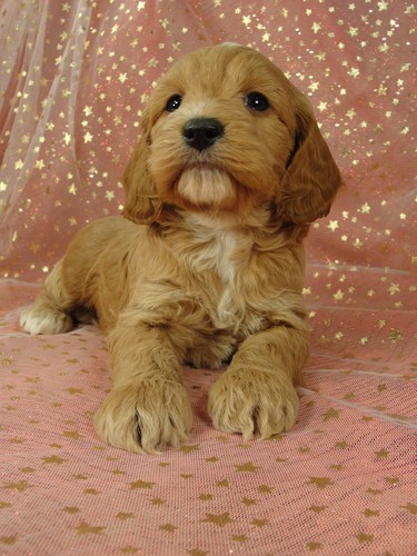 Cockapoo pups for sale Male Puppy #34 Born September 11, 2011